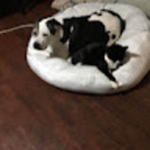 Meet your Posher, Alicha